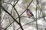 Chaffinch Singing His Heart Out Stock Photo