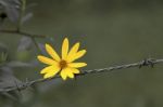 Yellow Flower On Wire Fence Stock Photo