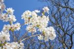 Beautiful Branch Of An Apple Tree With White Blossoms Stock Photo