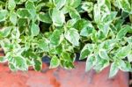 Green Plant Decorated In Home Garden Stock Photo