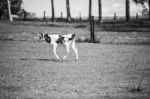 Country Cow  Stock Photo