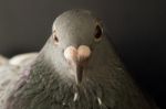 Close Up Face Of Angry Pigeon Bird Photography By Low Light Style Stock Photo