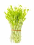 Sweet Pea Sprouts Isolated On White Background Stock Photo