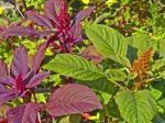 Colourful Amaranth Stock Photo