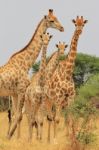 Giraffe - African Wildlife Background - Family Of Patterns Stock Photo