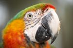 Close Up Of The Macaw Bird Stock Photo