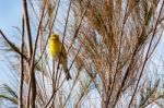 Canary (serinus Canaria) Clinging To A Tree Stock Photo