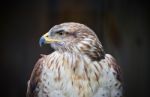 Background With A Hawk Looking Aside Somewhere Stock Photo