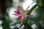 
Azalea Flowers Stock Photo