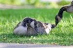 Photo Of A Cute Chick Of Canada Geese Eating Grass Stock Photo