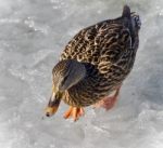 Beautiful Image Of A Mallard Walking On Ice Stock Photo