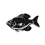 Crappie Fish Woodcut Stock Photo