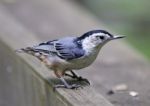 Beautiful Background With A White-breasted Nuthatch Bird Stock Photo