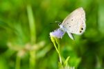 Cycad Blue Or Plains Cupid Butterfly ( Chilades Pandava) Stock Photo