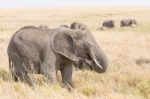 African Elephant In Serengeti National Park Stock Photo