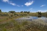 Landscape With Temporary Pond Stock Photo