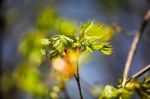 Spring Foliage. Young Green Leaves Stock Photo