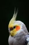 Cockatiel Stock Photo