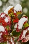 Mahonia Shrub Stock Photo