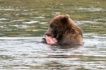 Bears In Katmai National Park, Alaska Stock Photo