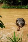 Thai Elephant Stock Photo