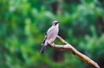 Blue Tit Bird Sitting On A Stump Stock Photo