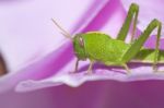 Green Grasshopper Stock Photo