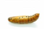 Oleander Hawk-moth Pupa Stock Photo