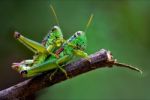 True Love Of Grasshoppers Stock Photo