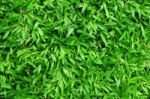 Grass Background  Stock Photo