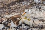 Nazca Booby In Galapagos Stock Photo