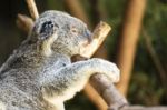 Koala By Itself In A Tree Stock Photo