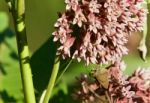 Image Of A Beautiful Butterfly Sitting On Flowers Stock Photo