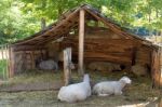 Sheep In A Sheepfold Stock Photo