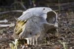 Sheep Skull Stock Photo