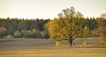 Lone Oak In A Green Spring Fields Stock Photo