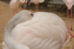 Portrait Of A Flamingo Stock Photo