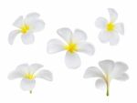 Frangipani Flower Isolated On White Stock Photo