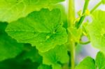 Yong Melon Seeding Damage By Insect Stock Photo