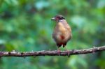 Mangrove Pitta Juvenile Stock Photo