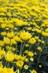 Close Up Yellow Chrysanthemum Flowers In Garden Stock Photo