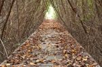 Boardwalk Between Mangrove Forest Stock Photo