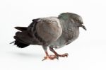 Pigeon Dove Bird Close Up On White Background Beautiful Stock Photo