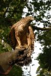 Goshawk On Glove Stock Photo