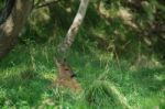 European Roe Deer (capreolus Capreolus) Sitting In The Shade Stock Photo