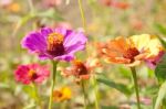 Colorful Zinnia Flower Stock Photo