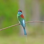 Blue-throated Bee-eater Stock Photo