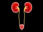 Human kidney Stock Photo