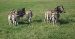 Zebra In South Africa Stock Photo