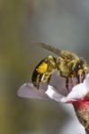 Honey Bee Insect Stock Photo